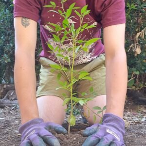 Árboles conmemorativos