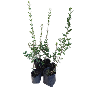 Arrayán (Luma apiculata)