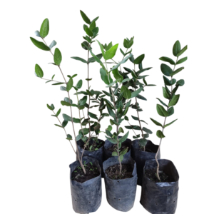 Boldo (Peumus boldus)