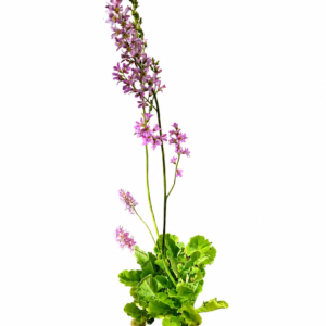 Vara de Mármol (Francoa appendiculata)