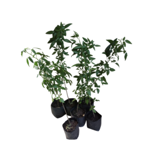 Culén (Otholobium glandulosum)