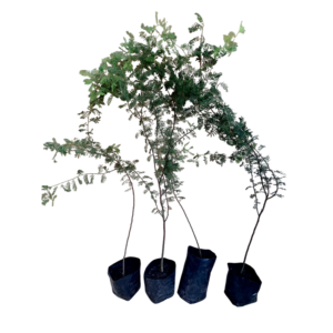 Espino (Vachellia caven)