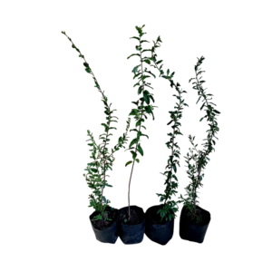 Huingan (Schinus polygamus)