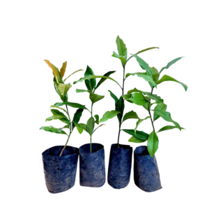 Magnolia (Magnolia grandiflora)