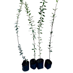 Maitén (Maytenus boaria)