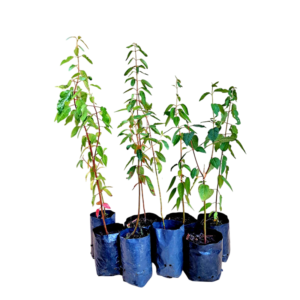 Maqui (Aristotelia chilensis)