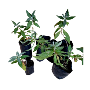 Matico (Buddleja globosa)