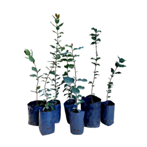 Peumo (Cryptocarya alba)