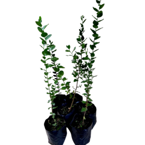 Quillay (Quillaja saponaria)