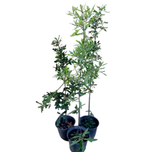 Roble americano (Quercus nigra)