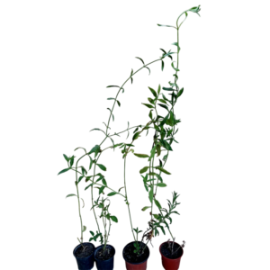 Verbena (Verbena litoralis)