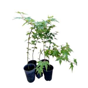 Acer japonica (Acer palmatum)