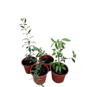 Chilco (Fucsia magellanica)