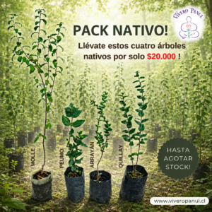 PACK NATIVO